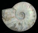 Inch Silver Iridescent Ammonite - Madagascar #5209-1